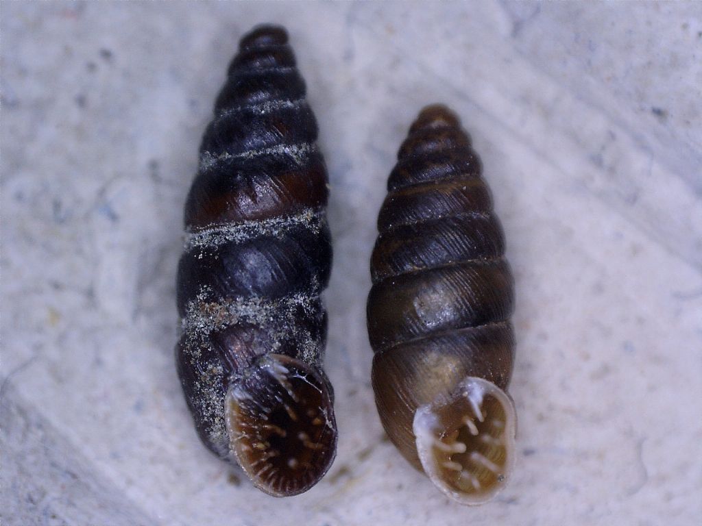 Chondrina multidentata gredleriana e Chondrina avenacea? Dal monte Ritte (BL)